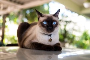 Siamese Cat Breeds Cat Mania For Cat Lovers