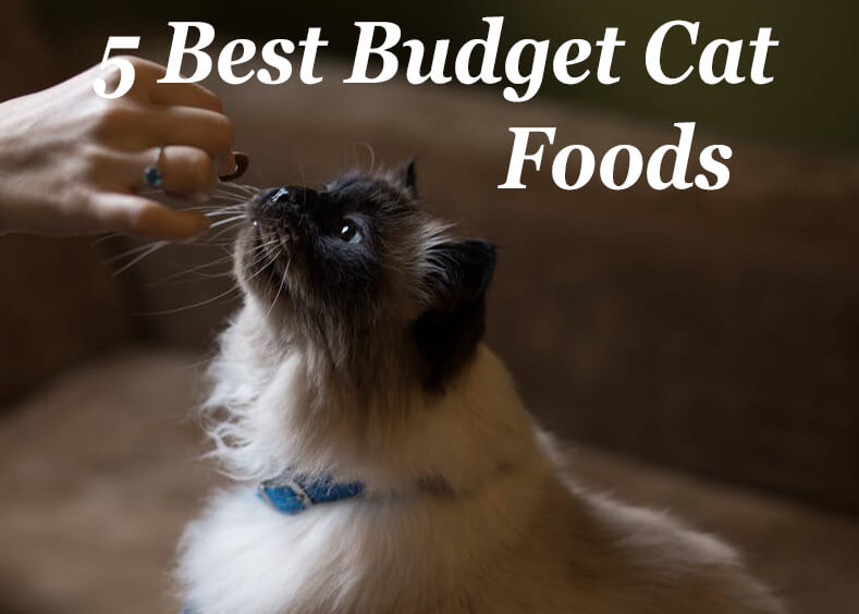 Best Budget Cat Foods Low Cost but Quality Cat Mania