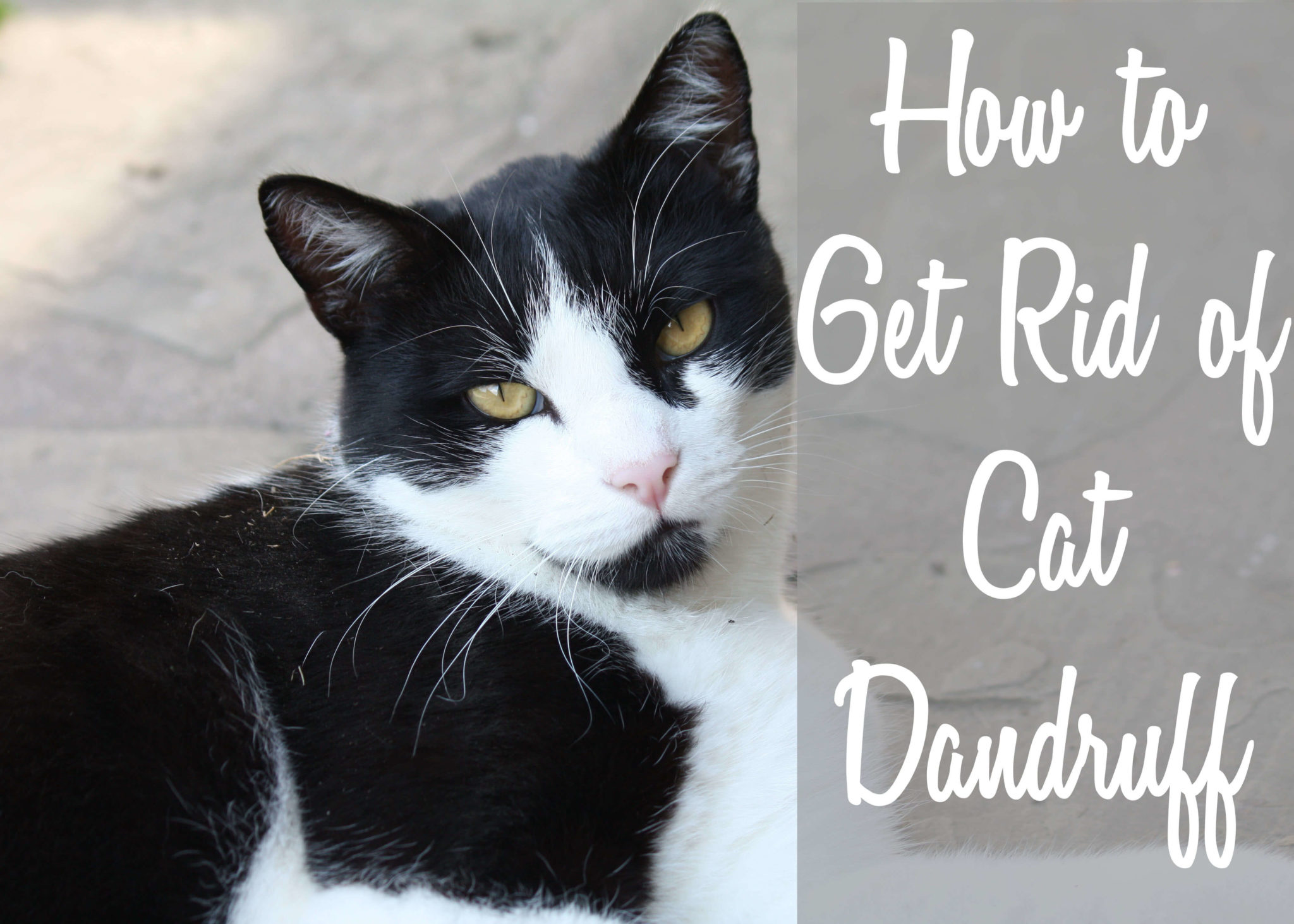 how-to-get-rid-of-cat-dandruff-cat-mania-for-cat-lovers