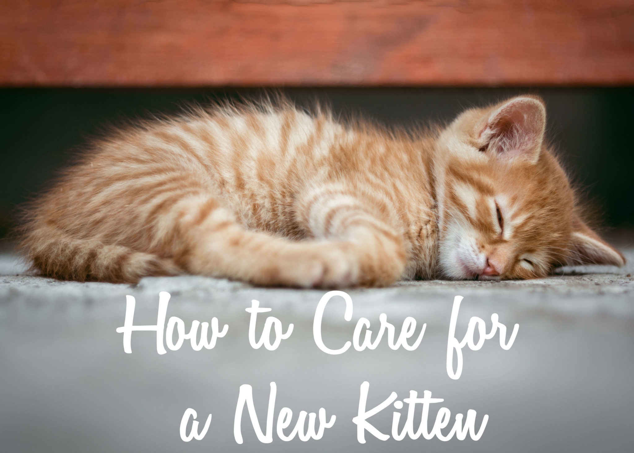 How to Care for a New Kitten Cat Mania For Cat Lovers