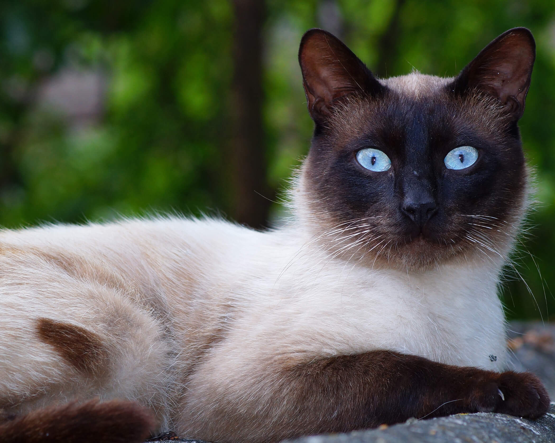 Siamese Cat Colors - Photos