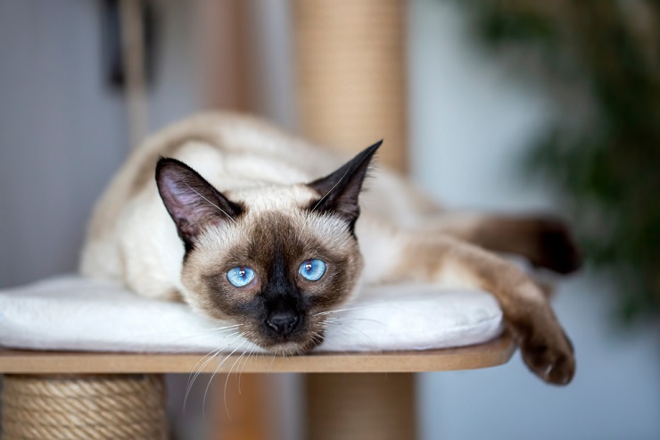 Siamese Cat Breeds Cat Mania For Cat Lovers