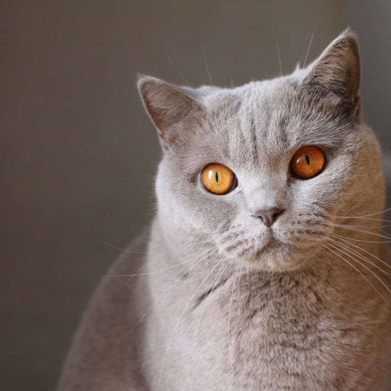 British Shorthair | For Cat Lovers ! Reviews & Advice