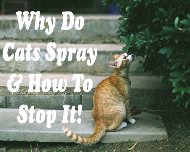 Why Do Cats Spray : How to Stop It ! | Cat Mania | For Cat Lovers !