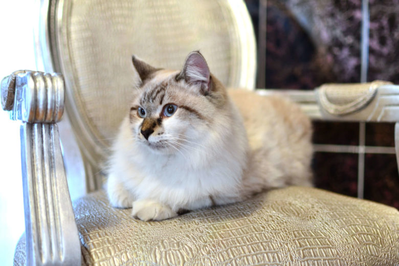 Ragdoll Cat : Cat Breeds | Breed Info | Cat Mania | For Cat Lovers