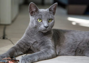 domestic blue cat