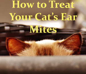 Ear Mites in Cats and Treatment | Cat Mania | For Cat Lovers!