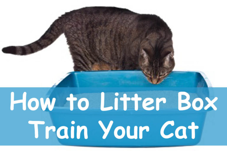 Litter Box Training : How to get Your Cat to Use One | Cat Mania