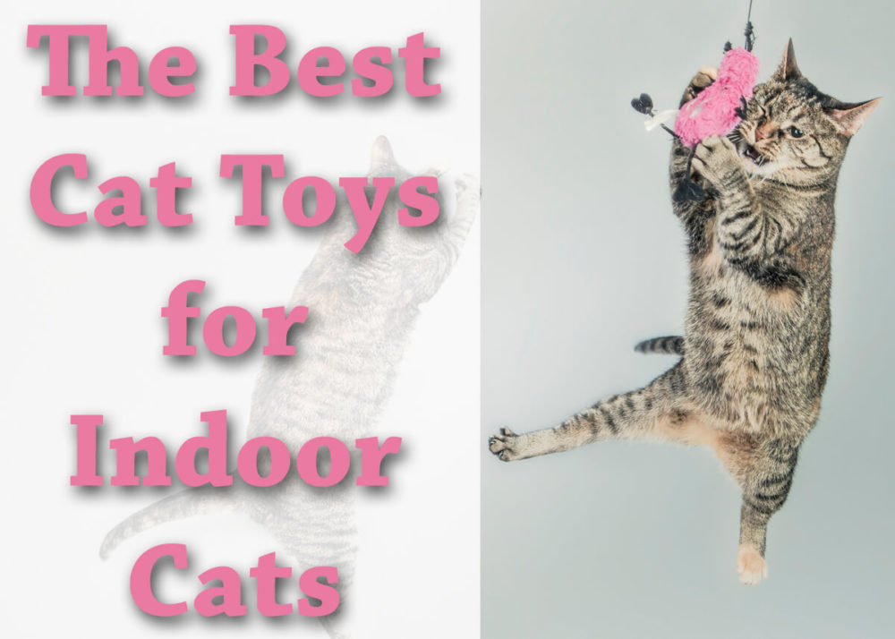 The Best Cat Toys for Indoor Cats | Cat Mania | For Cat Lovers