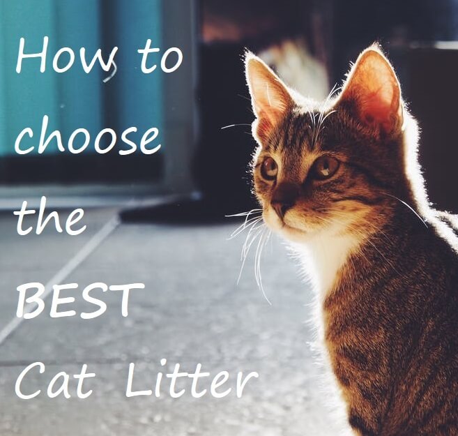 Choosing the Best Cat Litter : Comparison Review