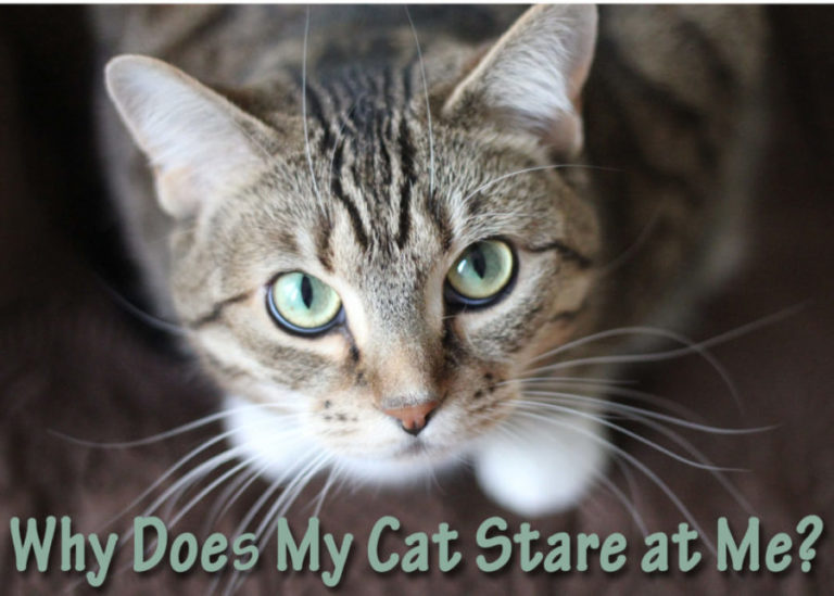 Why Does My Cat Stare at Me? | Cat Mania | For Cat Lovers