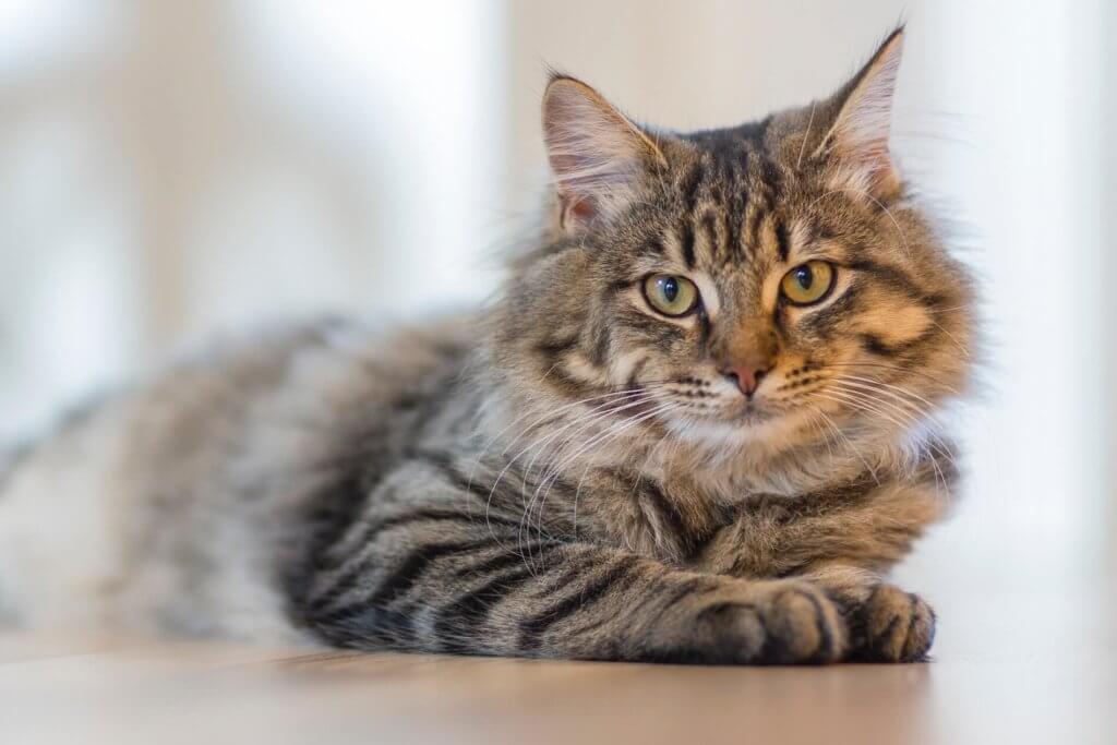 Maine Coon : Cat Breeds