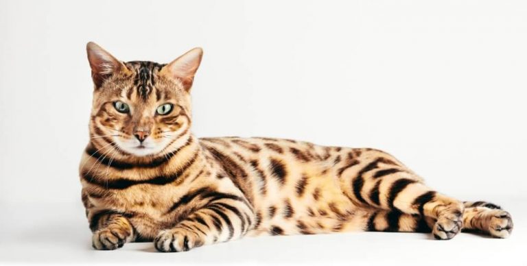 Bengal Cat Appearance