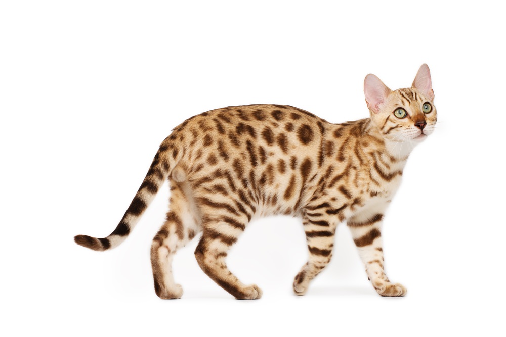 Bengal Cat Breed