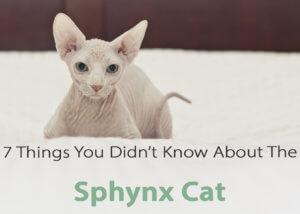 Sphynx cats are without a doubt one of the most unique cat breeds out there. Sphynx are not always totally hairless having different degrees of “hairlessness.”