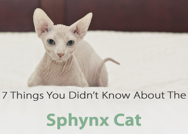 7 Things You Didn’t Know About The Sphynx Cat | Cat Mania