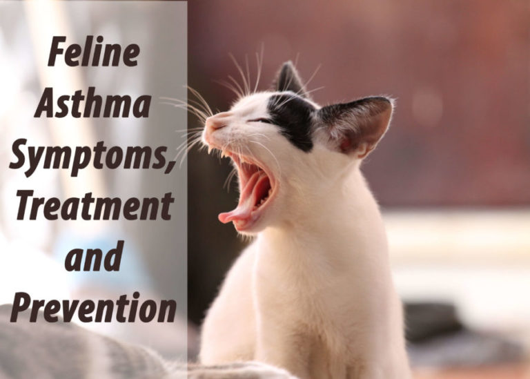 Feline Asthma Symptoms, Treatment and Prevention