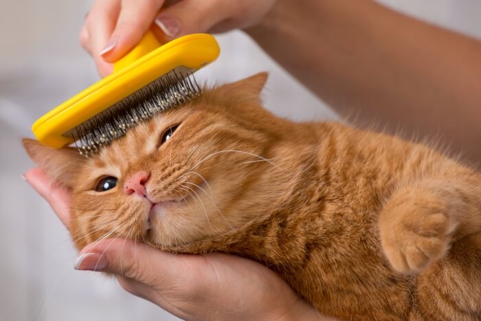 brush your cat