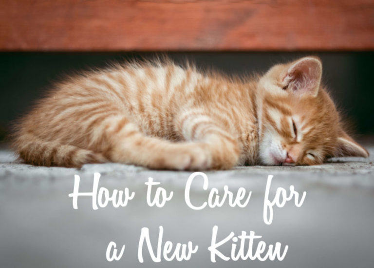 How to Care for a New Kitten | Cat Mania | For Cat Lovers