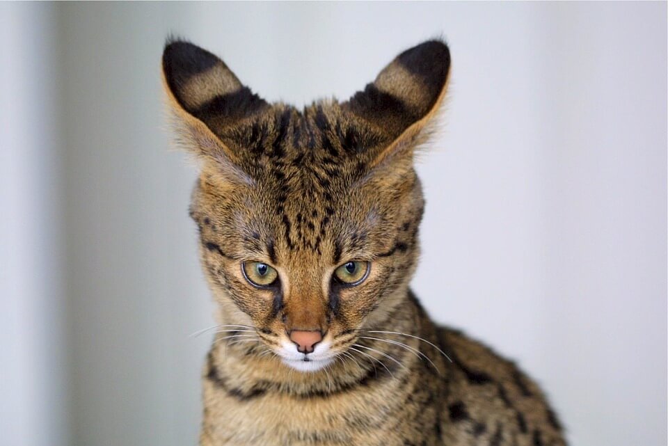 Savannah Cat : Cat Breeds | Cat Mania | For Cat Lovers