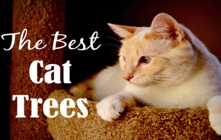Best Cat Trees Reviewed 2018 | Cat Mania | For Cat Lovers