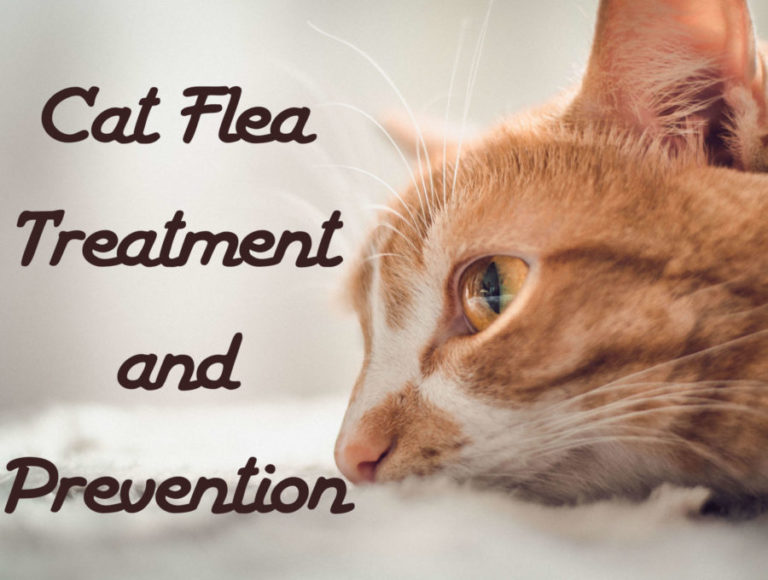 Cat Flea Treatment and Prevention