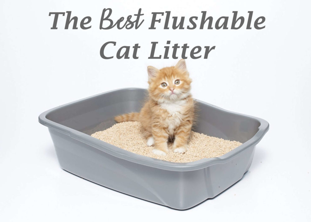 The Best Flushable Cat Litter
