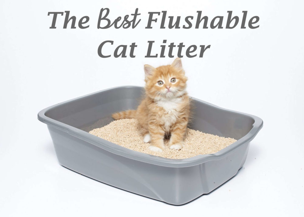 Best flushable cat litter for toilet training sale