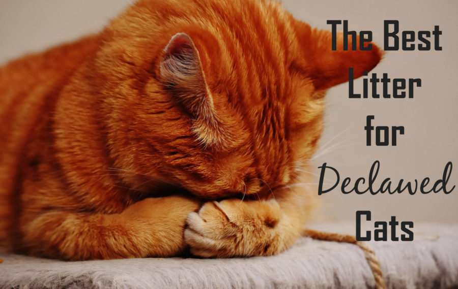 The Best Litter for Declawed Cats