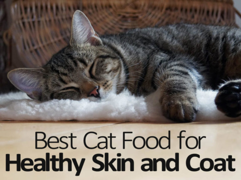 Best Cat Food for Healthy Skin and Coat