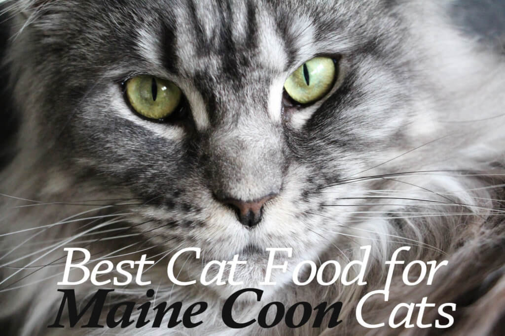 8 Best Cat Food For Maine Coon Cats 21 Cat Mania