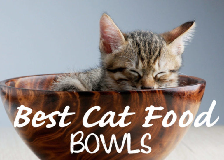 Best Cat Food Bowls