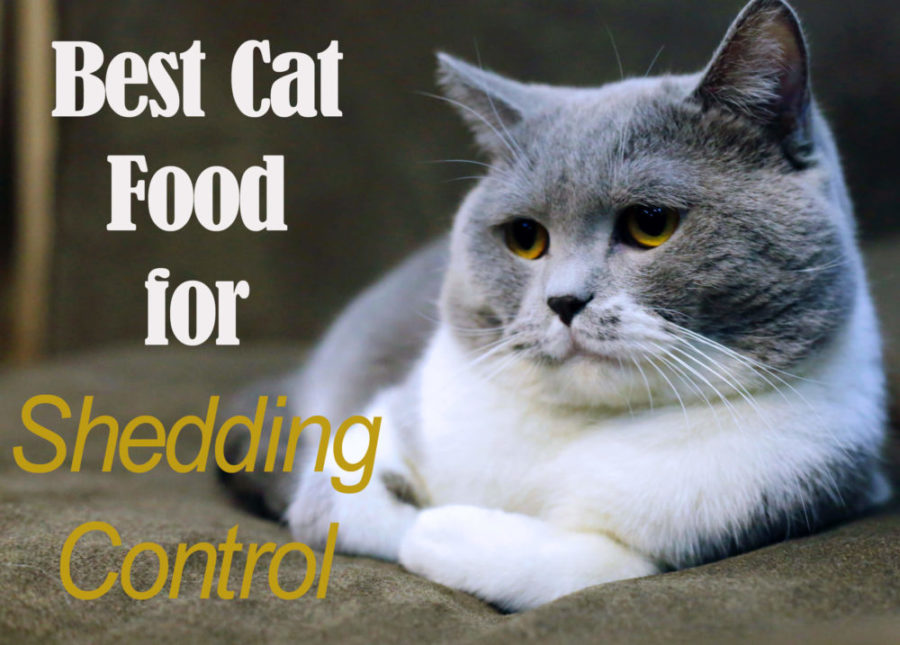 best cat food for shedding control