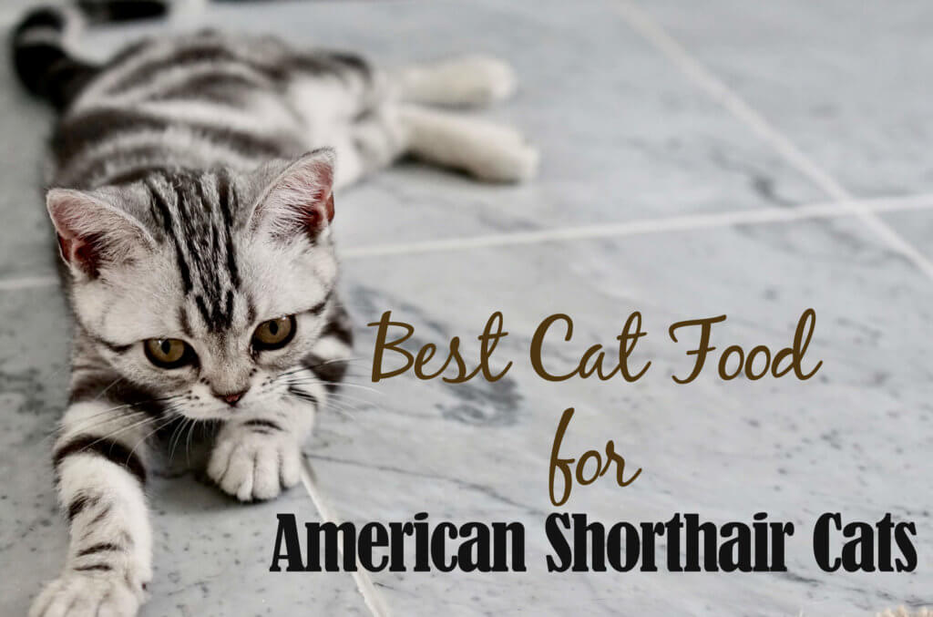 Best Cat Food For American Shorthair Cats 2020 Cat Mania