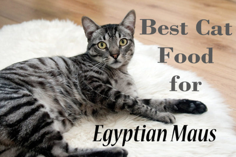 Best Cat Food for Egyptian Maus