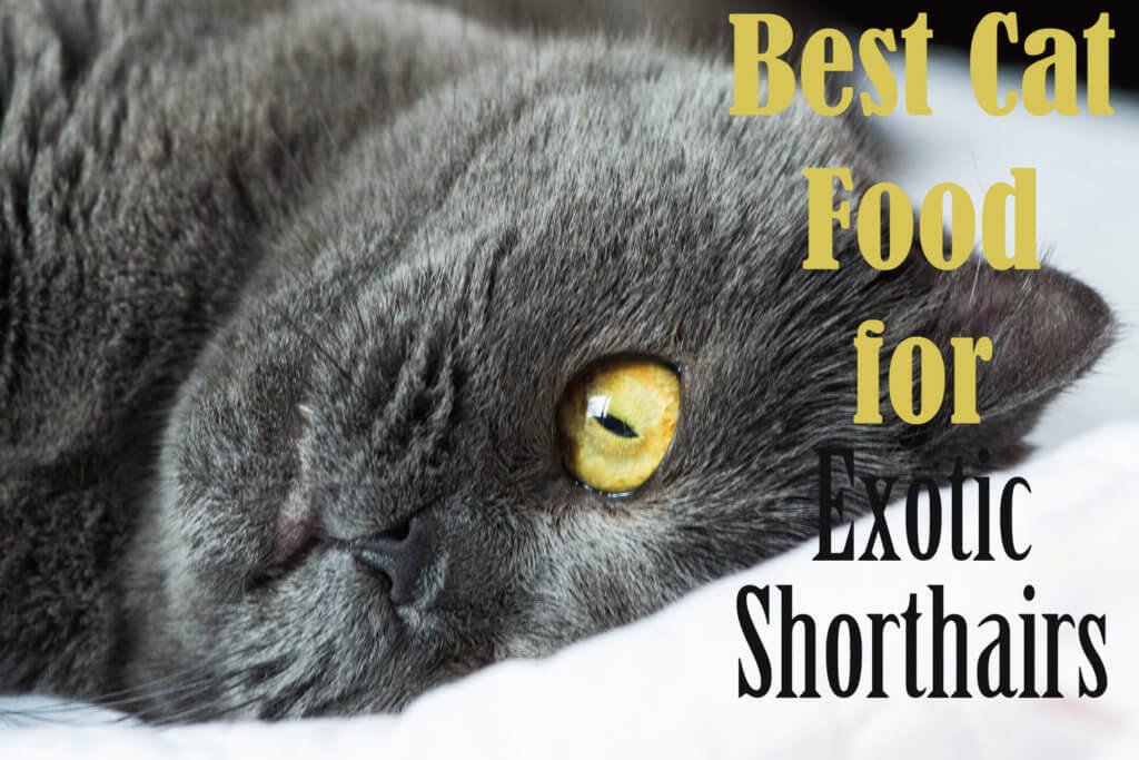 Best Cat Food for Exotic Shorthairs