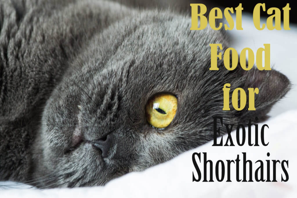 Best cat food 2025 for exotic shorthair