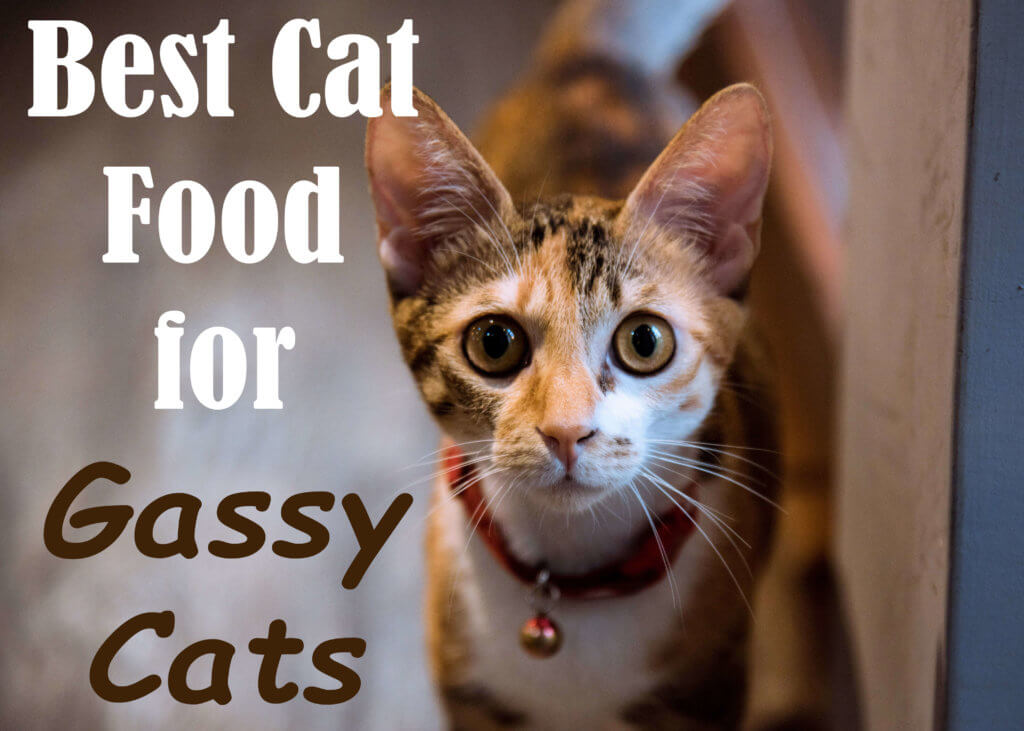 Best Food for Gassy Cats -Review, Causes, Treatment