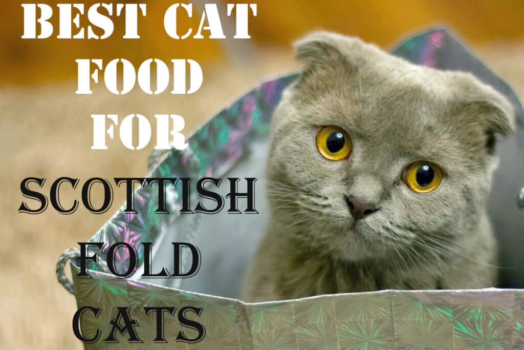 Best Cat Food for Scottish Fold Cats