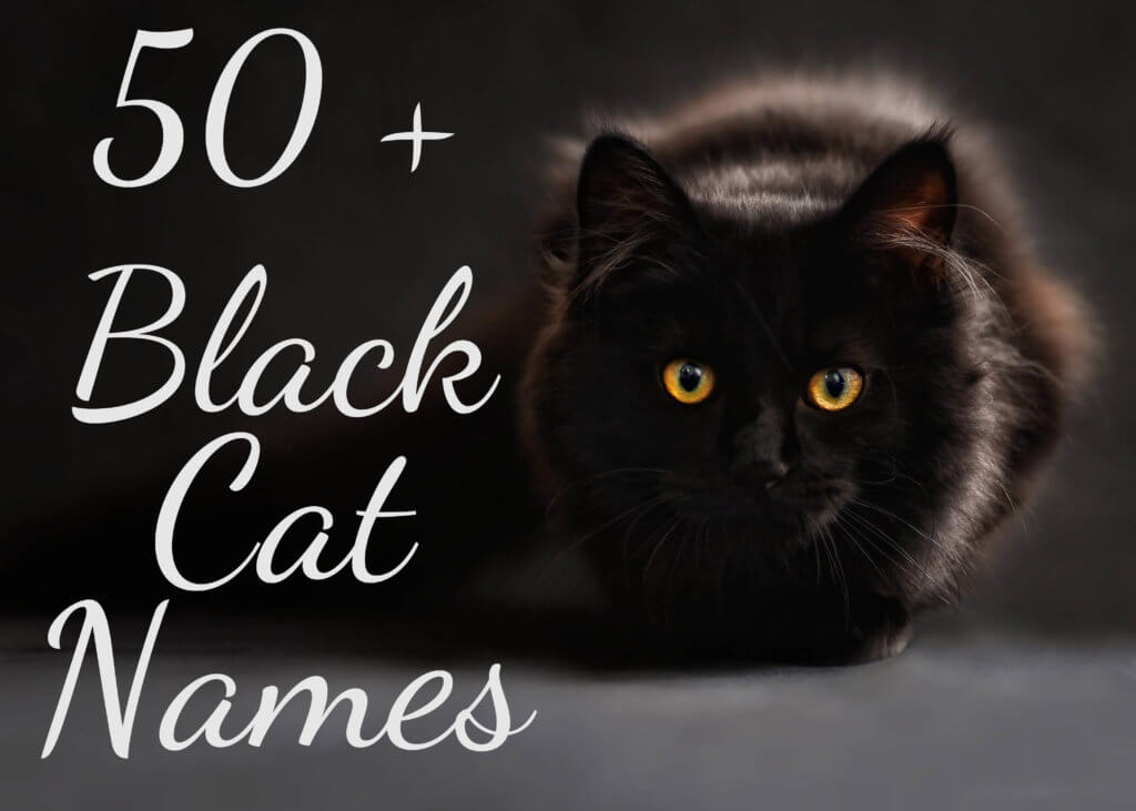 50 + Black Cat Names