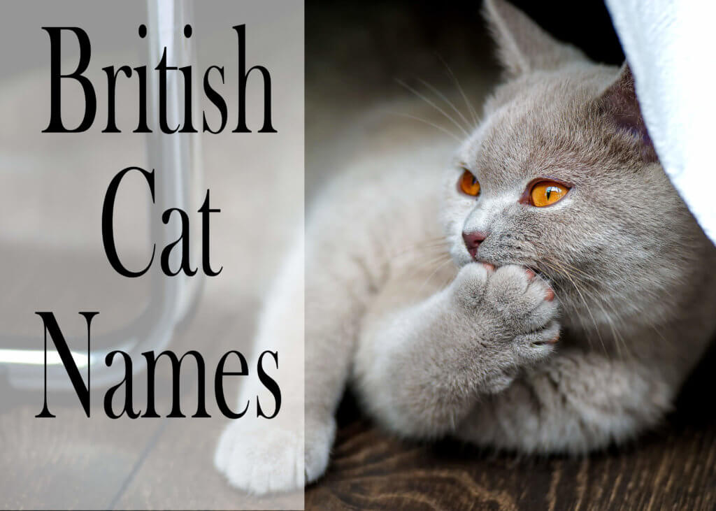 British Cat Names - 150 +Brilliant Names for your Cat