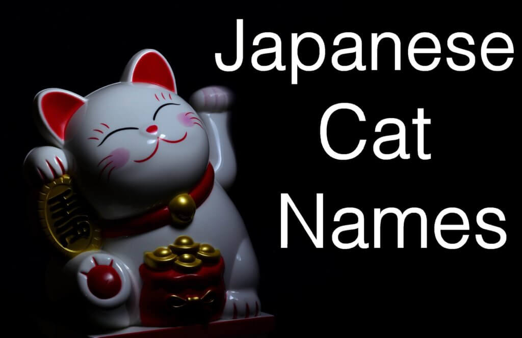 Japanese Cat Names : 100 + Adorable Names