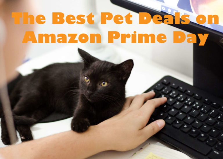 The Best Pet Deals on Amazon Prime Day