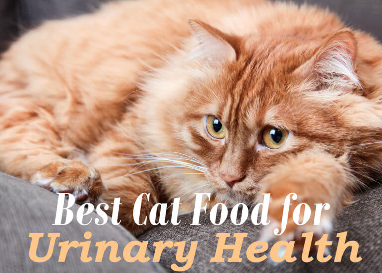 Best Cat Food for Urinary Health