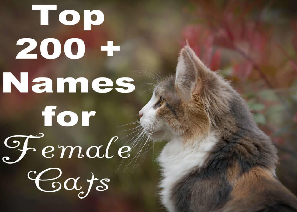 Top 200 + Names for Female Cats