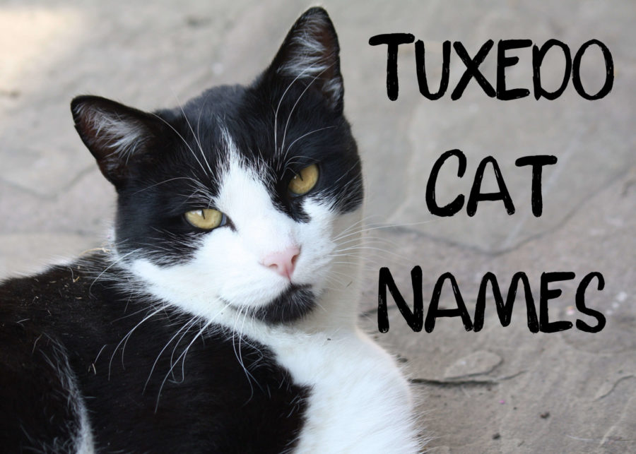 Tuxedo Cat Names : 150 + Classy Names