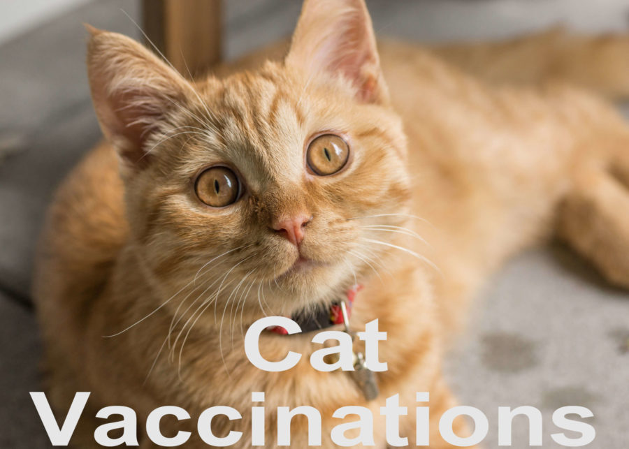 Cat Vaccinations : Protection, Schedule and Safety