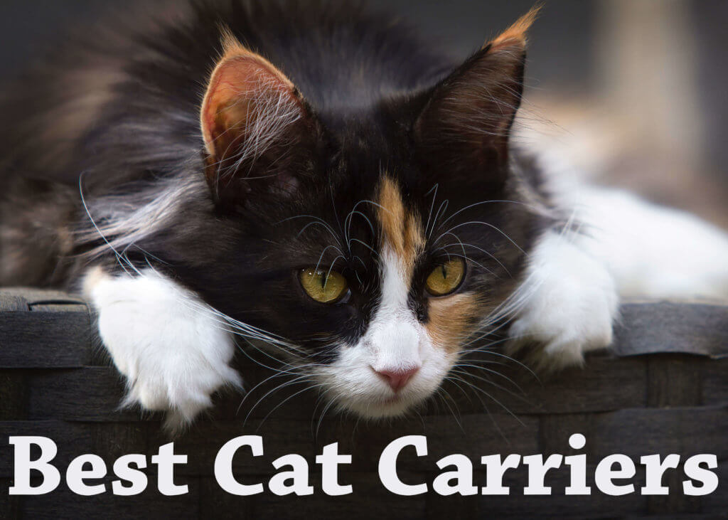 Best Cat Carriers