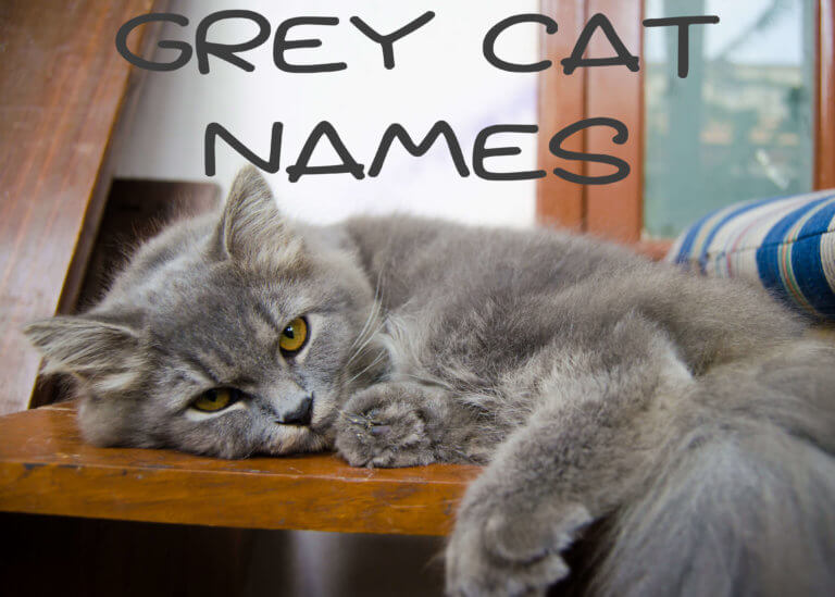 Grey Cat Names : 150 + Great Names