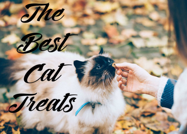 The Best Cat Treats
